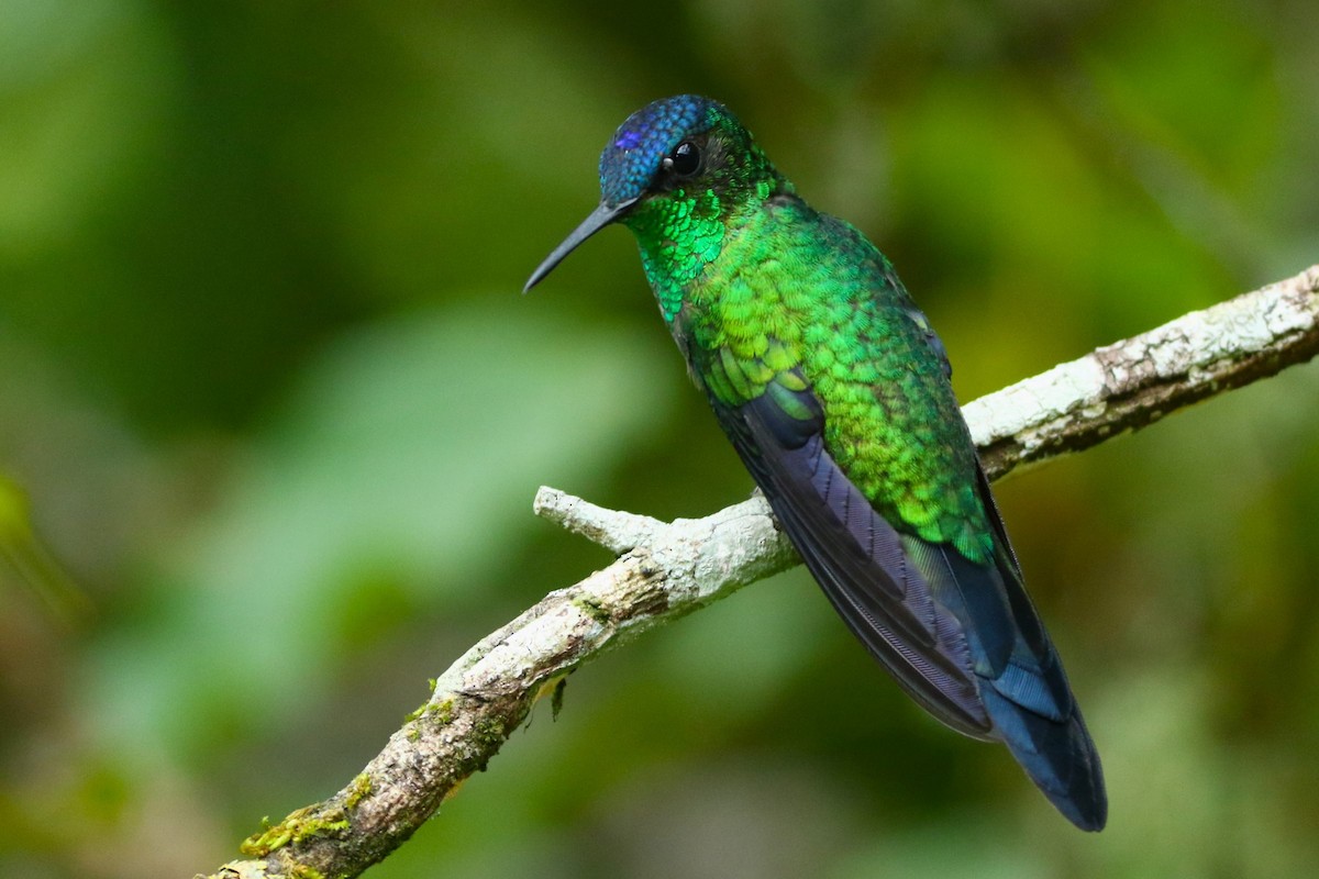 kolibřík fialovotemenný - ML613990062