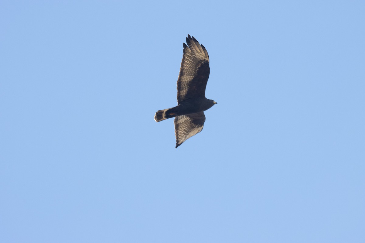Zone-tailed Hawk - ML613990153