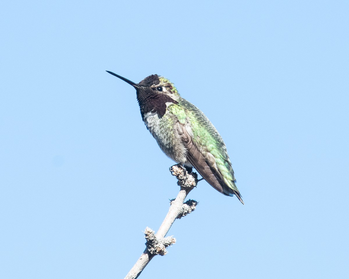 Anna's Hummingbird - ML613990245