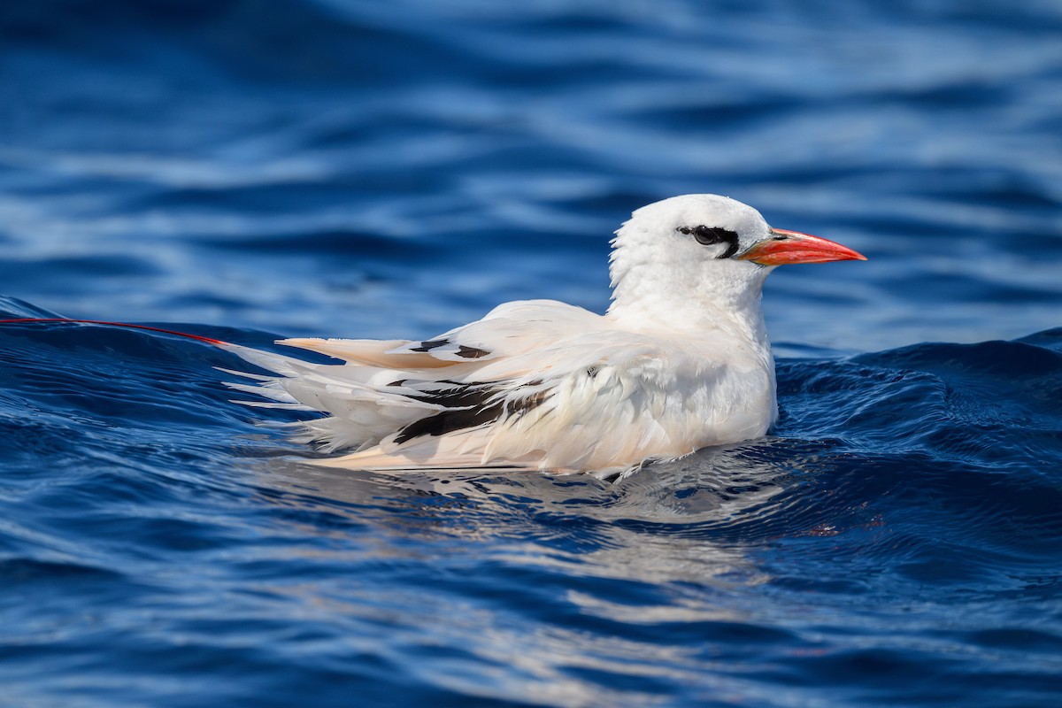 Red-tailed Tropicbird - ML613990254