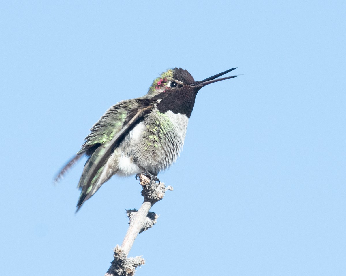 Anna's Hummingbird - ML613990281