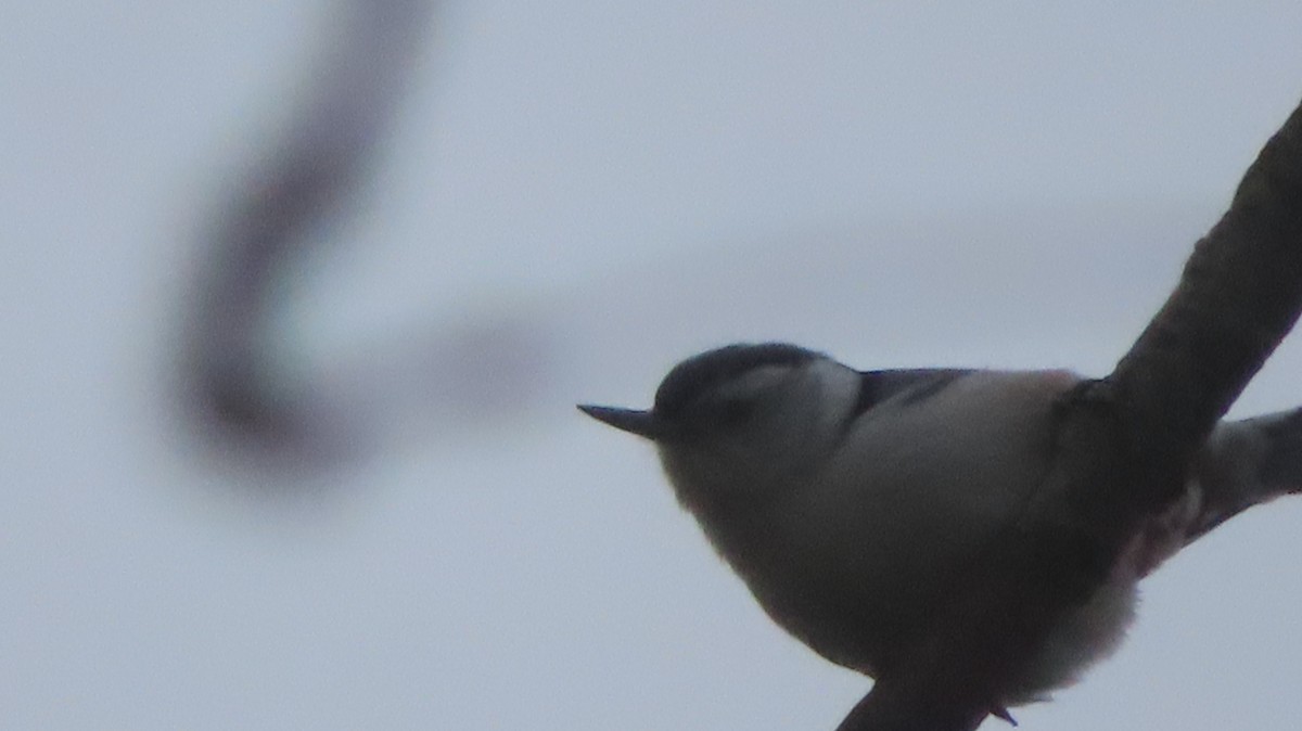 White-breasted Nuthatch - ML613990394