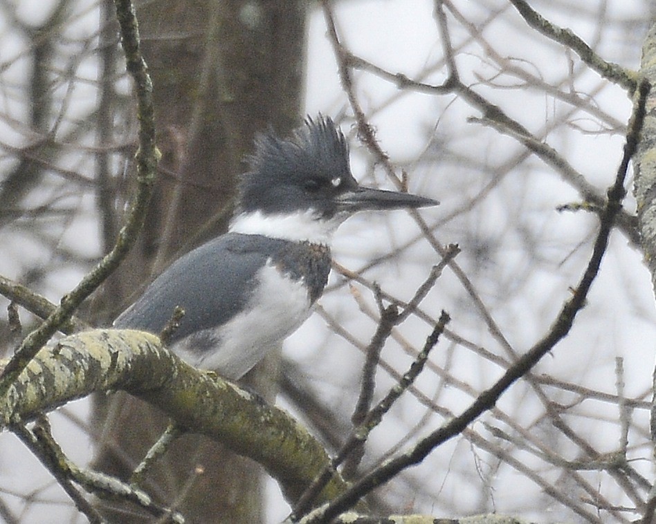 Belted Kingfisher - ML613990445
