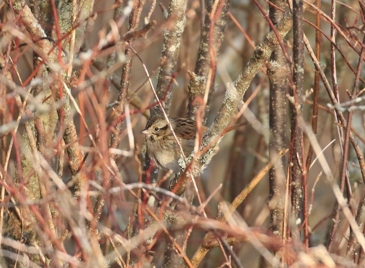 Swamp Sparrow - ML613990591