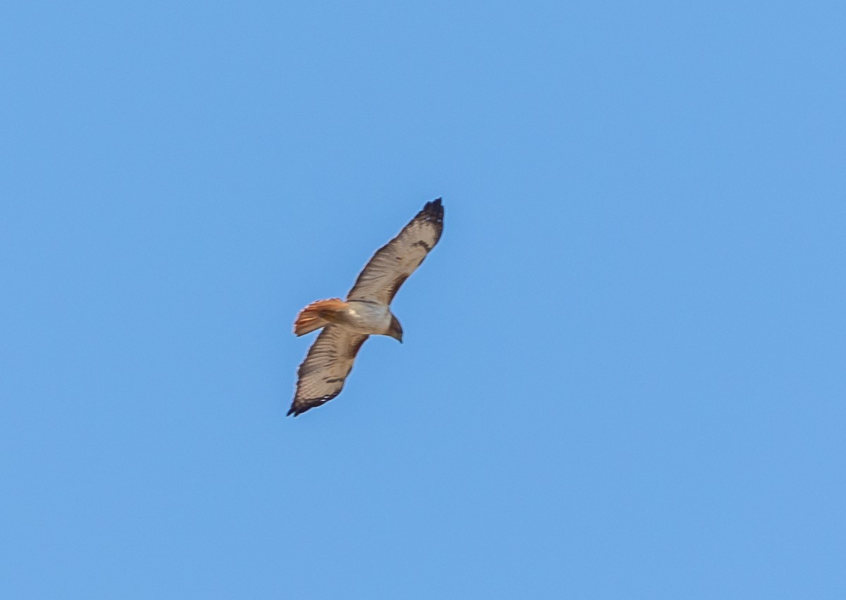 Red-tailed Hawk - ML613990645