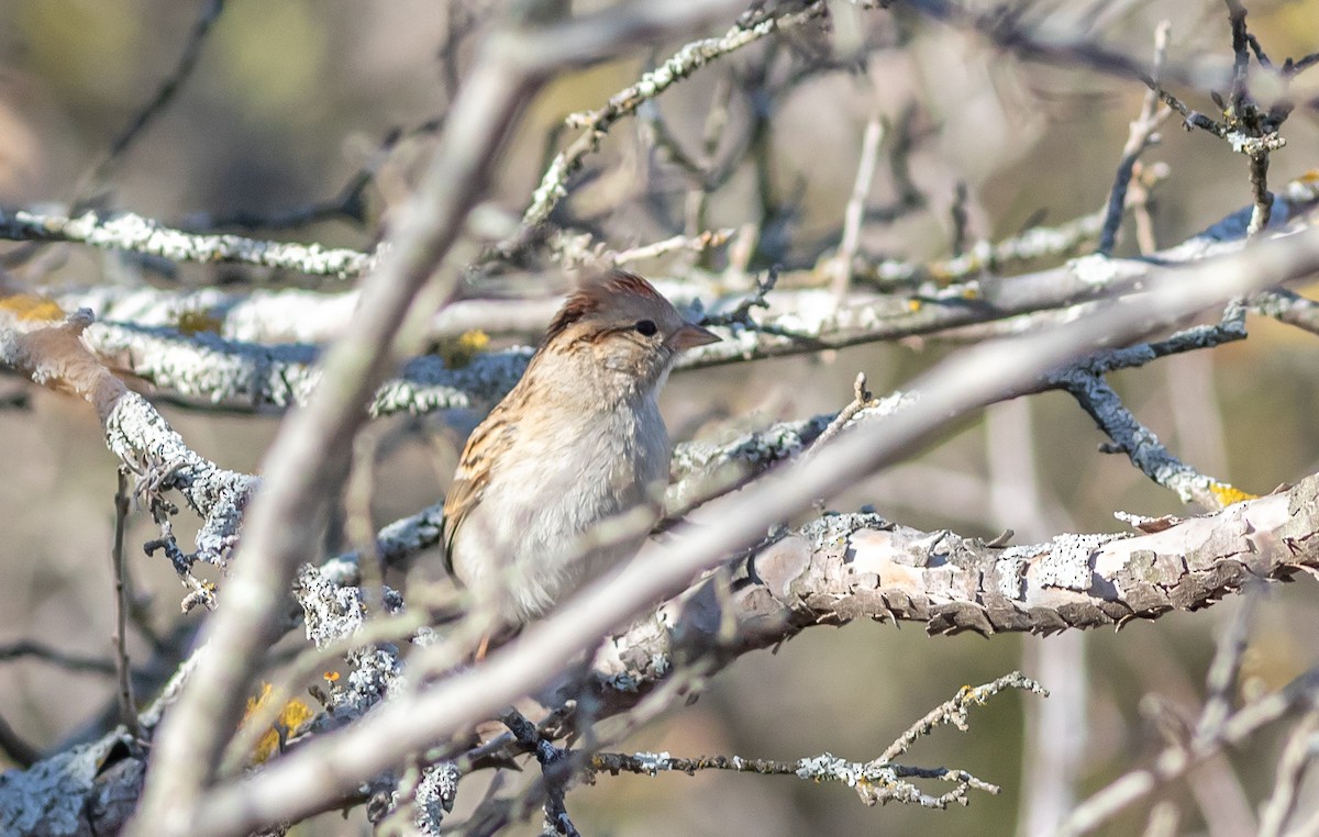 Chipping Sparrow - ML613990678