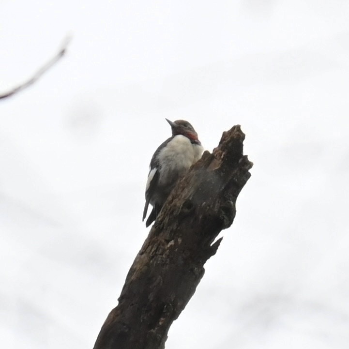 Red-headed Woodpecker - ML613990811