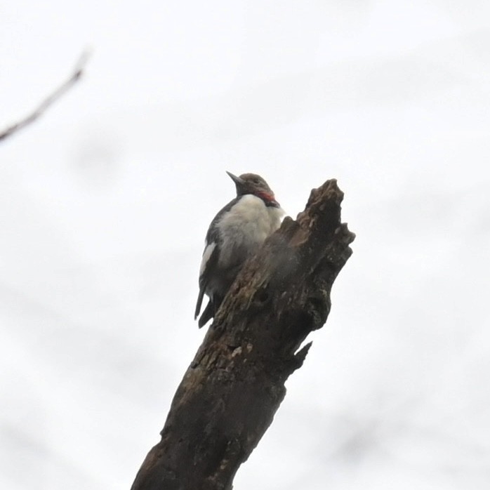 Red-headed Woodpecker - ML613990812