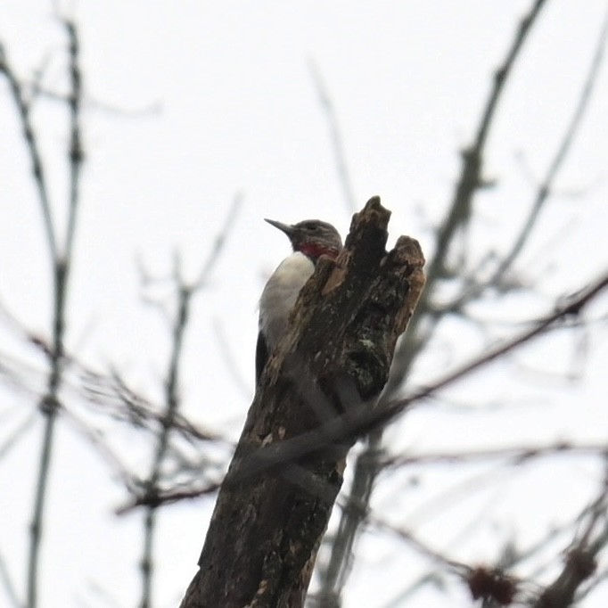 Red-headed Woodpecker - ML613990813