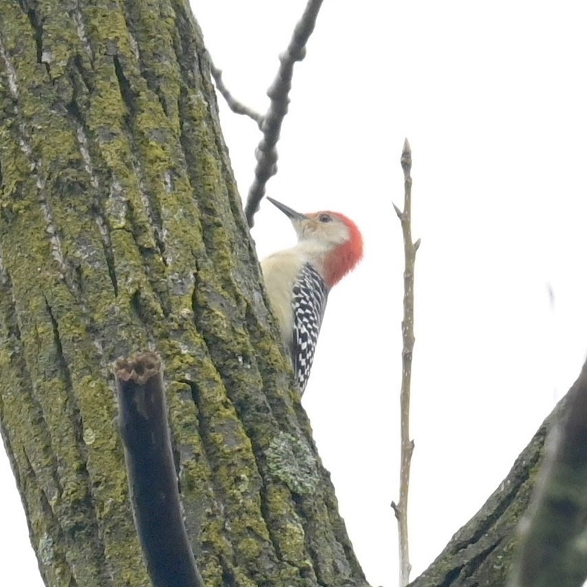 Red-bellied Woodpecker - ML613990817