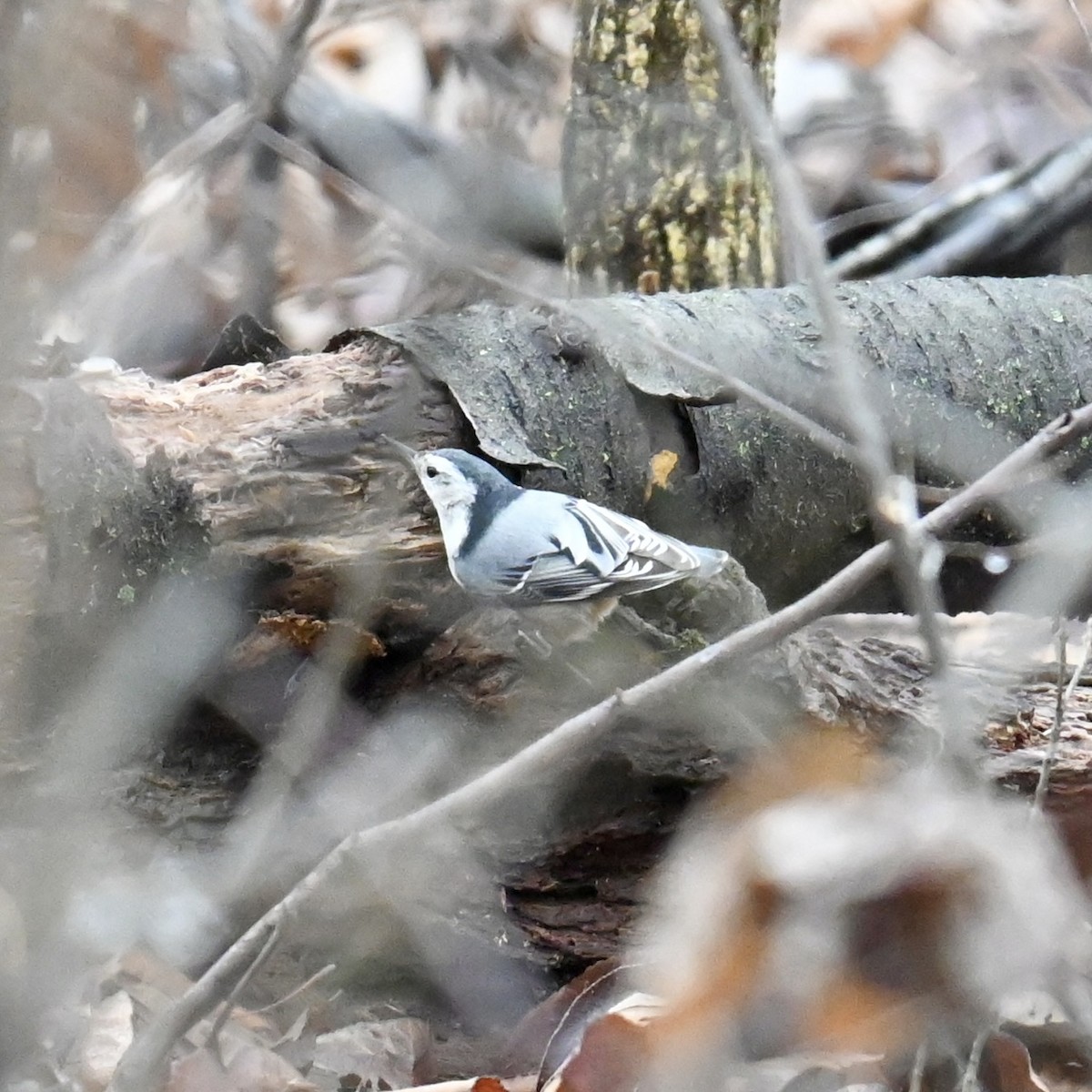 White-breasted Nuthatch - ML613990842