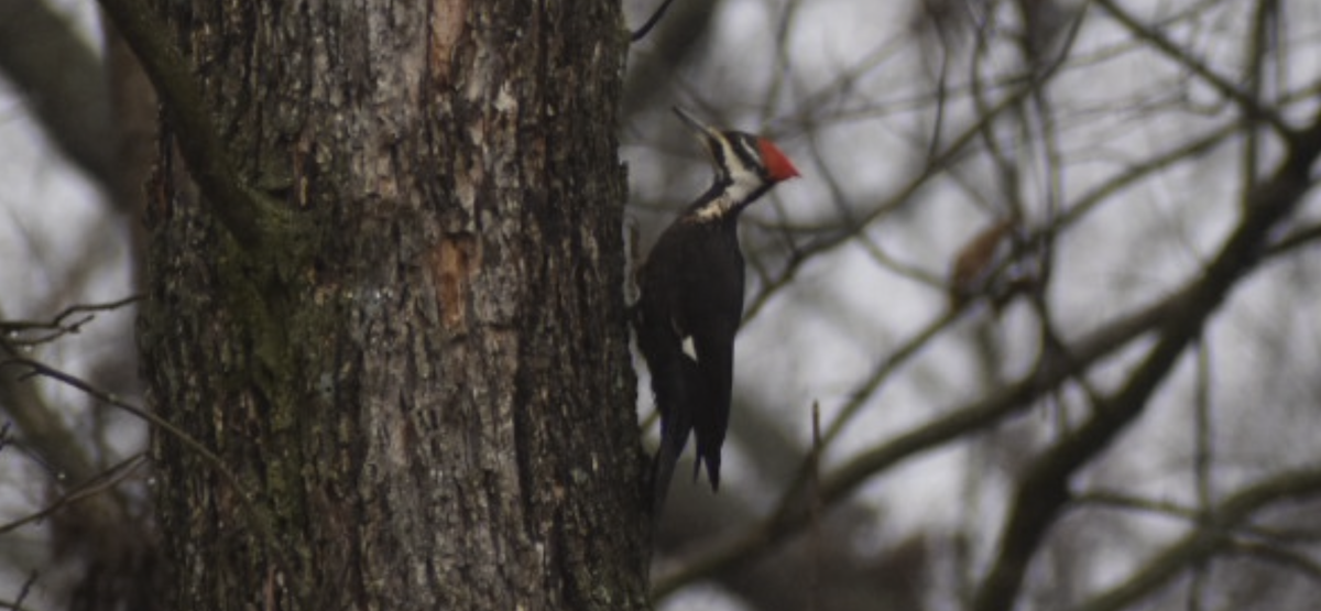 Pileated Woodpecker - Dan Cowell