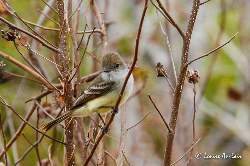 Galapagos Flycatcher - Louise Auclair