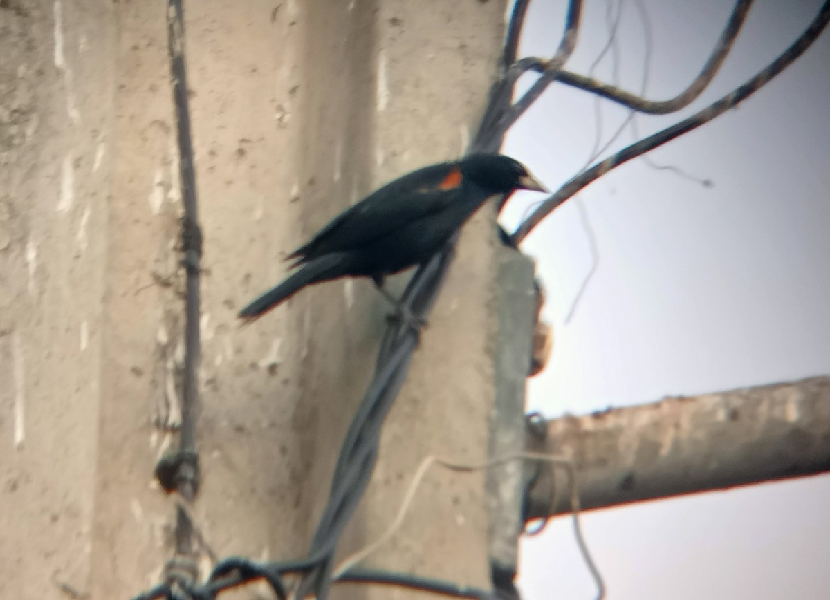 Tawny-shouldered Blackbird - ML613991148