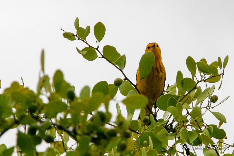 Yellow Warbler - Louise Auclair