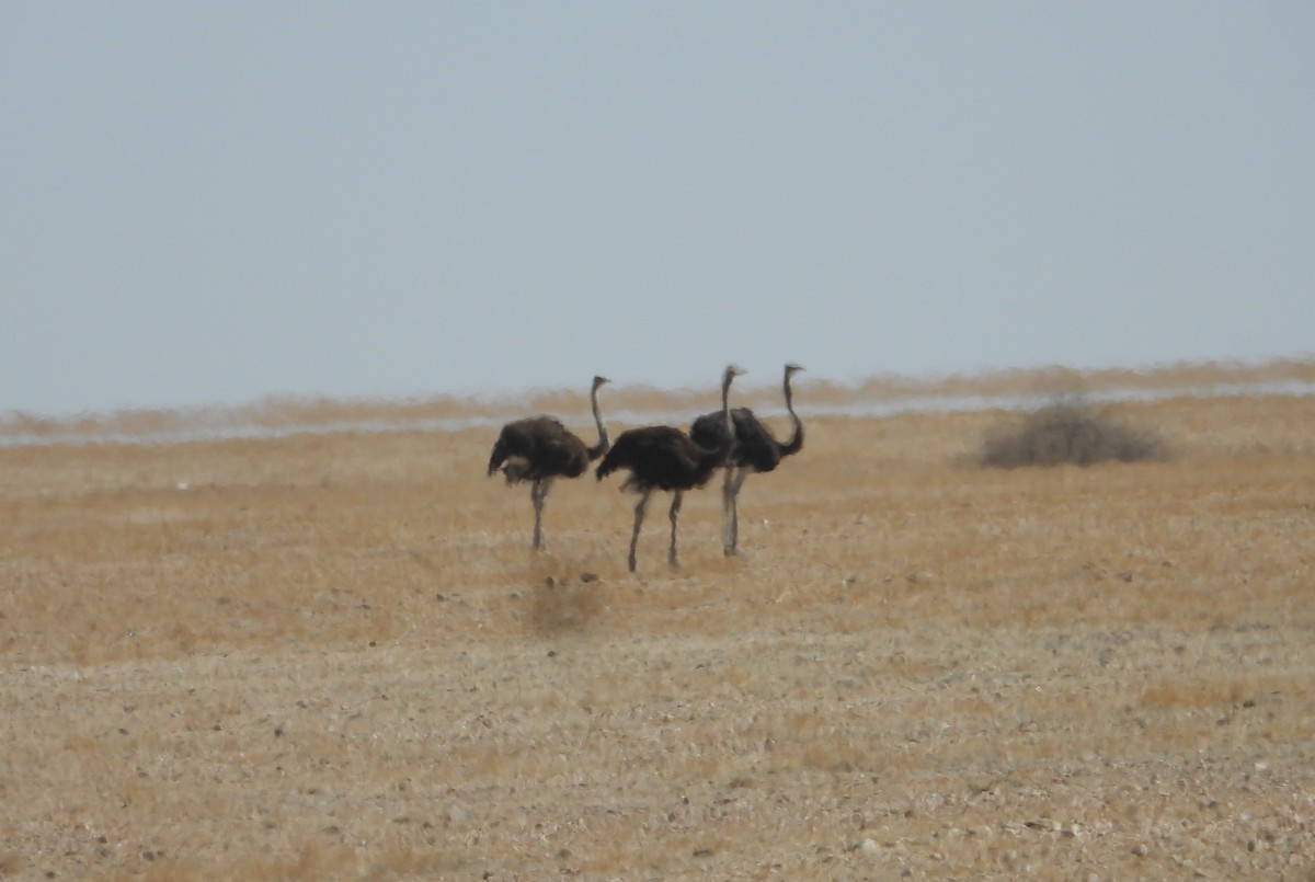 Common Ostrich - ML613991651