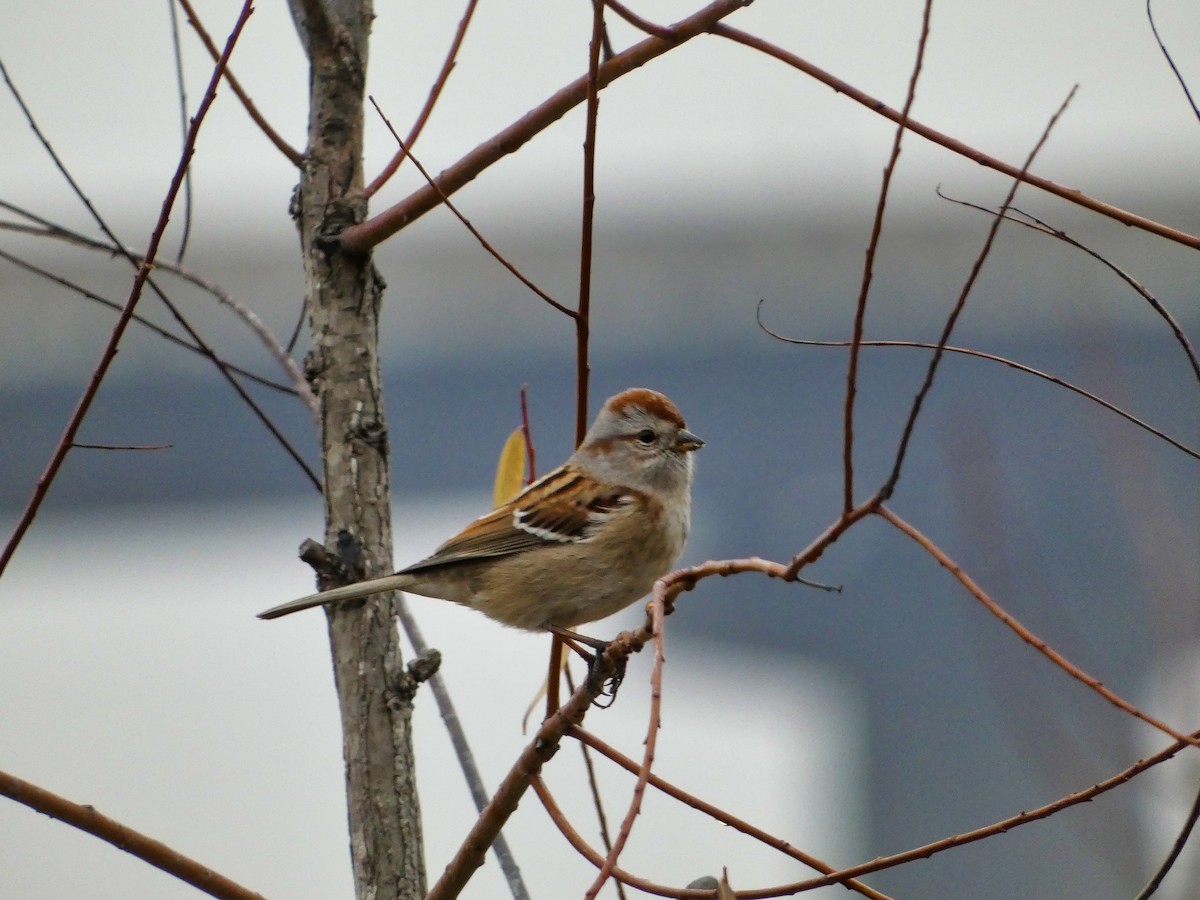 American Tree Sparrow - ML613991714
