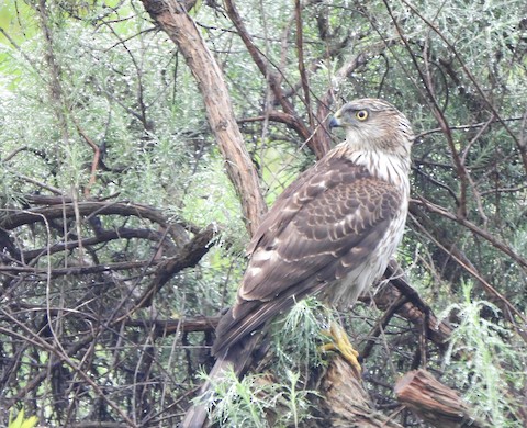 Cooper's Hawk - Lena Hayashi