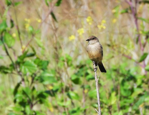 Say's Phoebe - Lena Hayashi