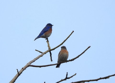 Western Bluebird - Lena Hayashi