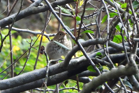 Hermit Thrush - Lena Hayashi