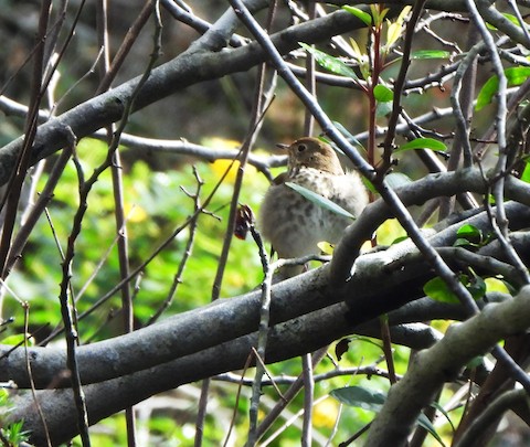 Hermit Thrush - Lena Hayashi