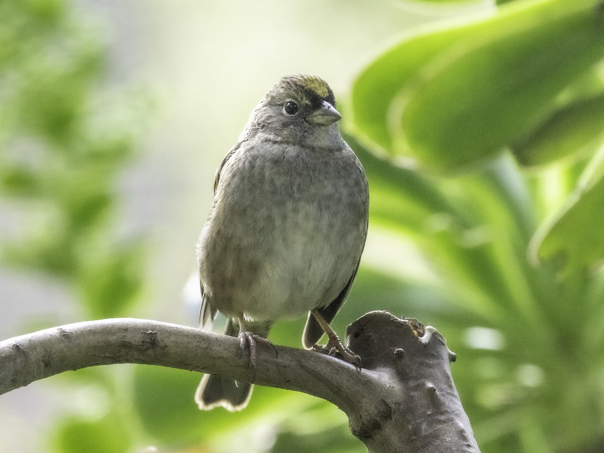 Golden-crowned Sparrow - ML613991966
