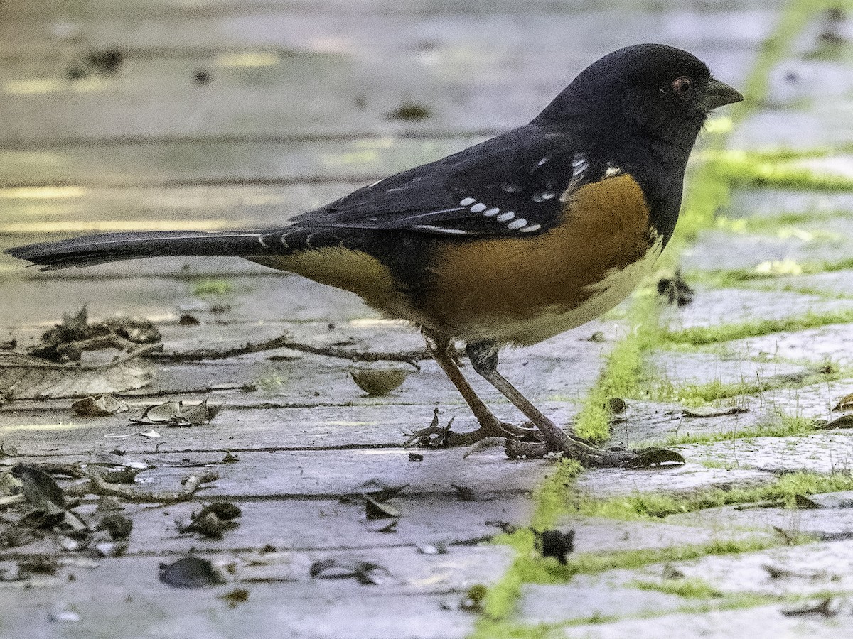 Spotted Towhee - ML613991971