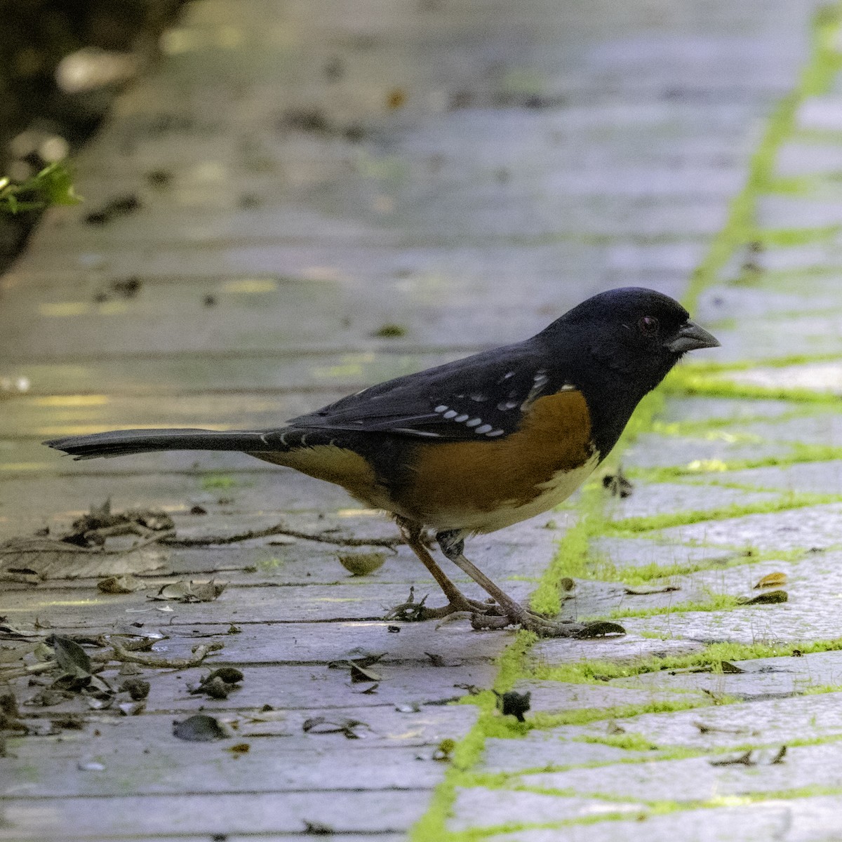 Spotted Towhee - ML613991972