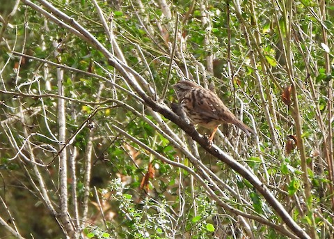 Song Sparrow - Lena Hayashi