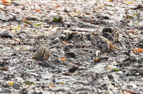 Song Sparrow - Lena Hayashi