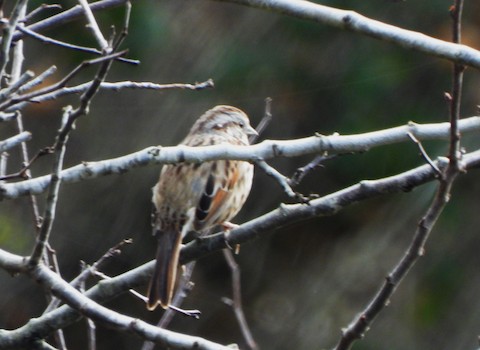 Song Sparrow - Lena Hayashi