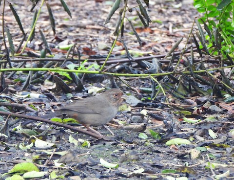 California Towhee - Lena Hayashi