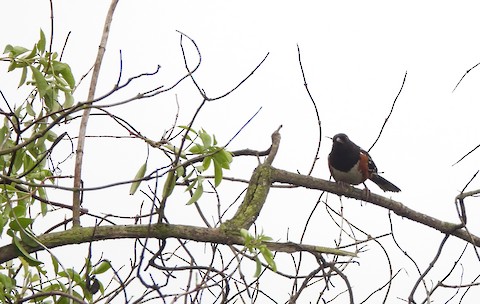 Spotted Towhee - Lena Hayashi