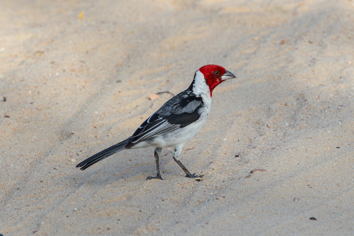 Red-cowled Cardinal - ML613992070
