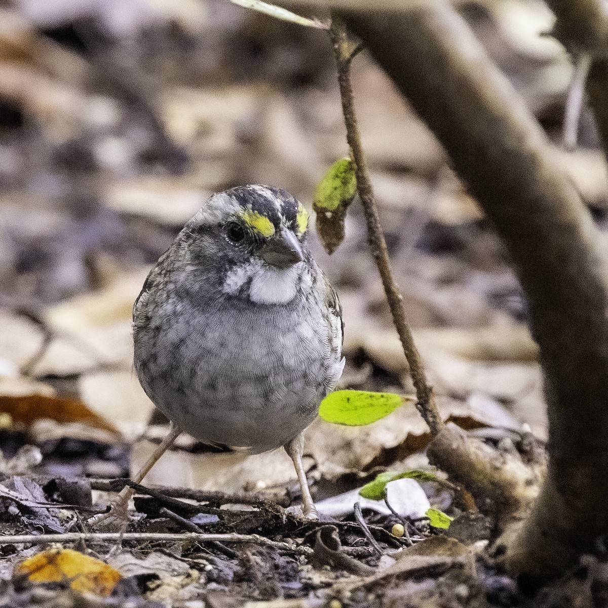 White-throated Sparrow - ML613992109