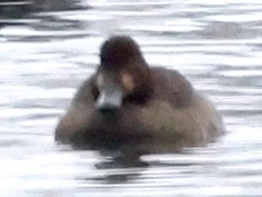 Greater Scaup - ML613992393