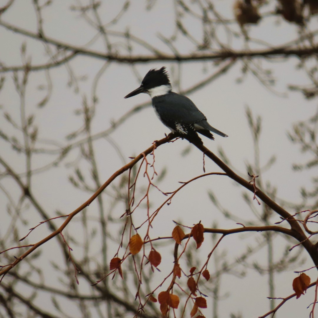 Belted Kingfisher - ML613992420
