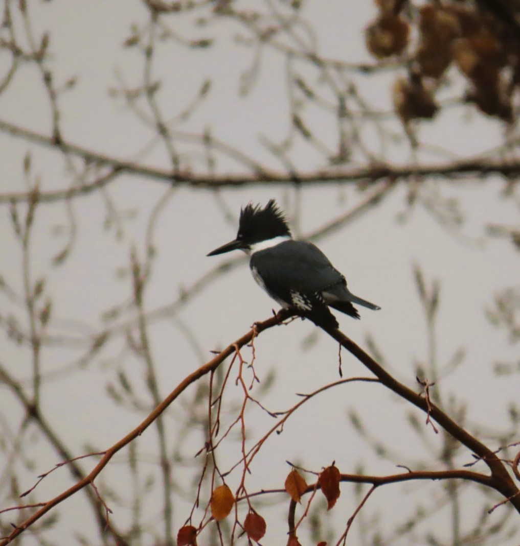Belted Kingfisher - ML613992421