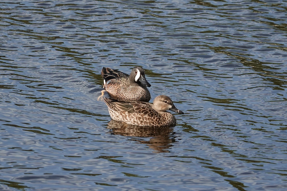 Blue-winged Teal - ML613992461