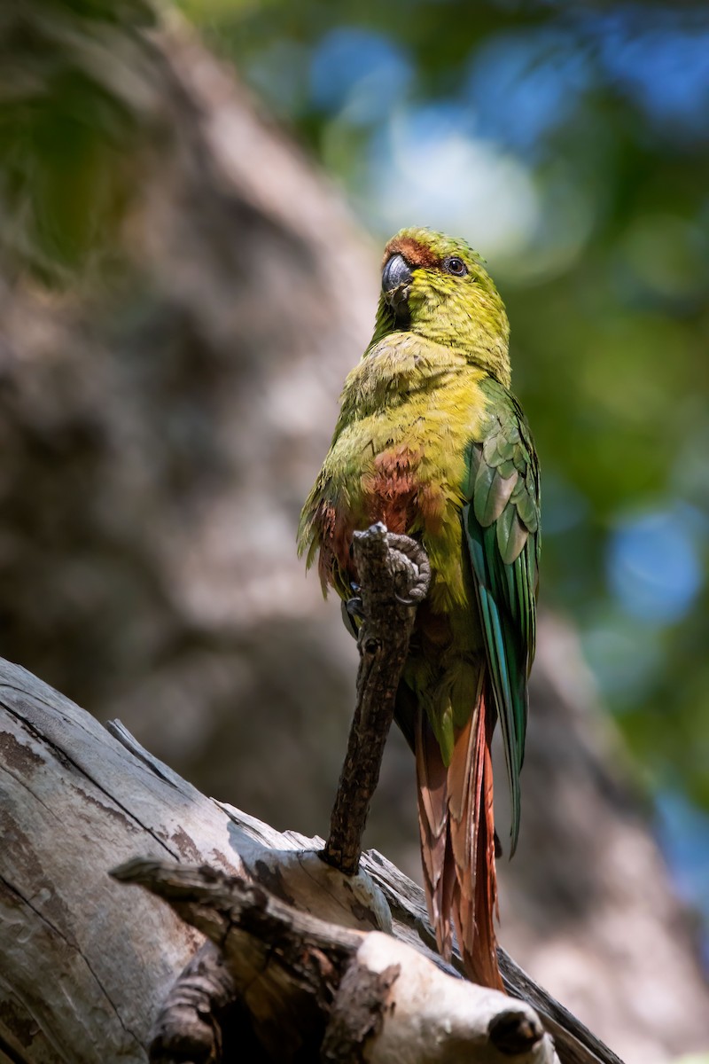 Austral Parakeet - Marco Fidalgo