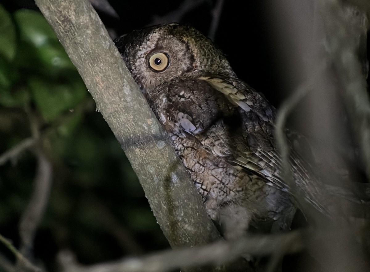 Peruvian Screech-Owl - ML613992583