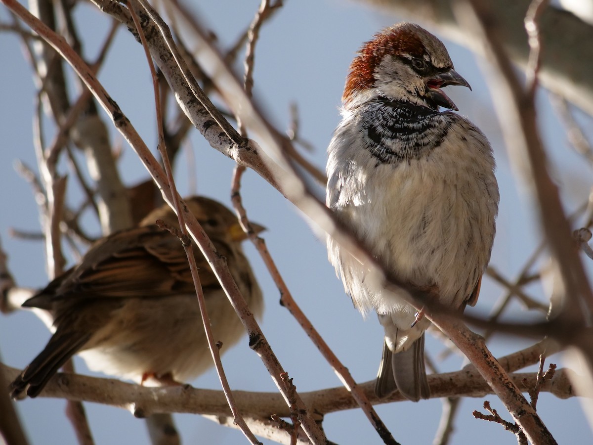 EBird Checklist 25 Jan 2024 Medicine Hat Hardworkin Birds 4 Species   1200