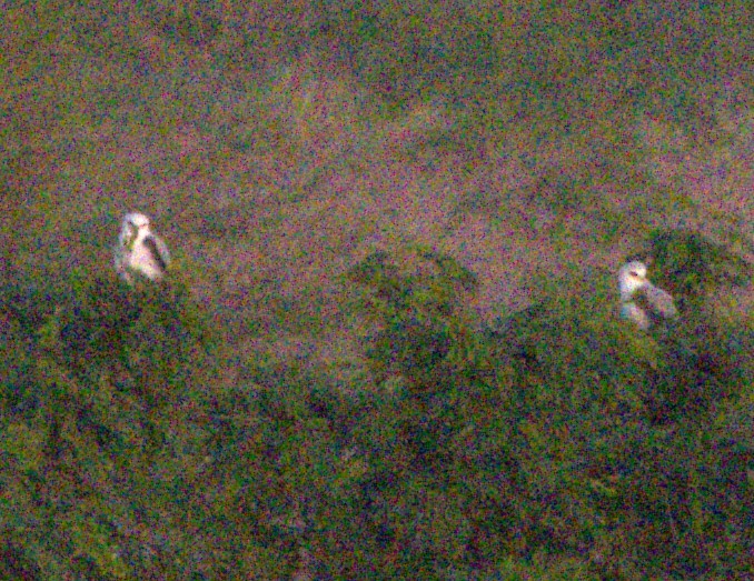 White-tailed Kite - ML613992941