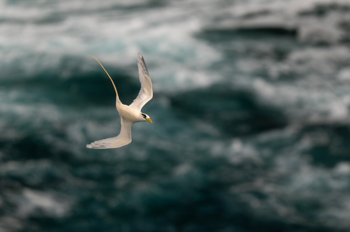 White-tailed Tropicbird (Golden) - Forest Botial-Jarvis