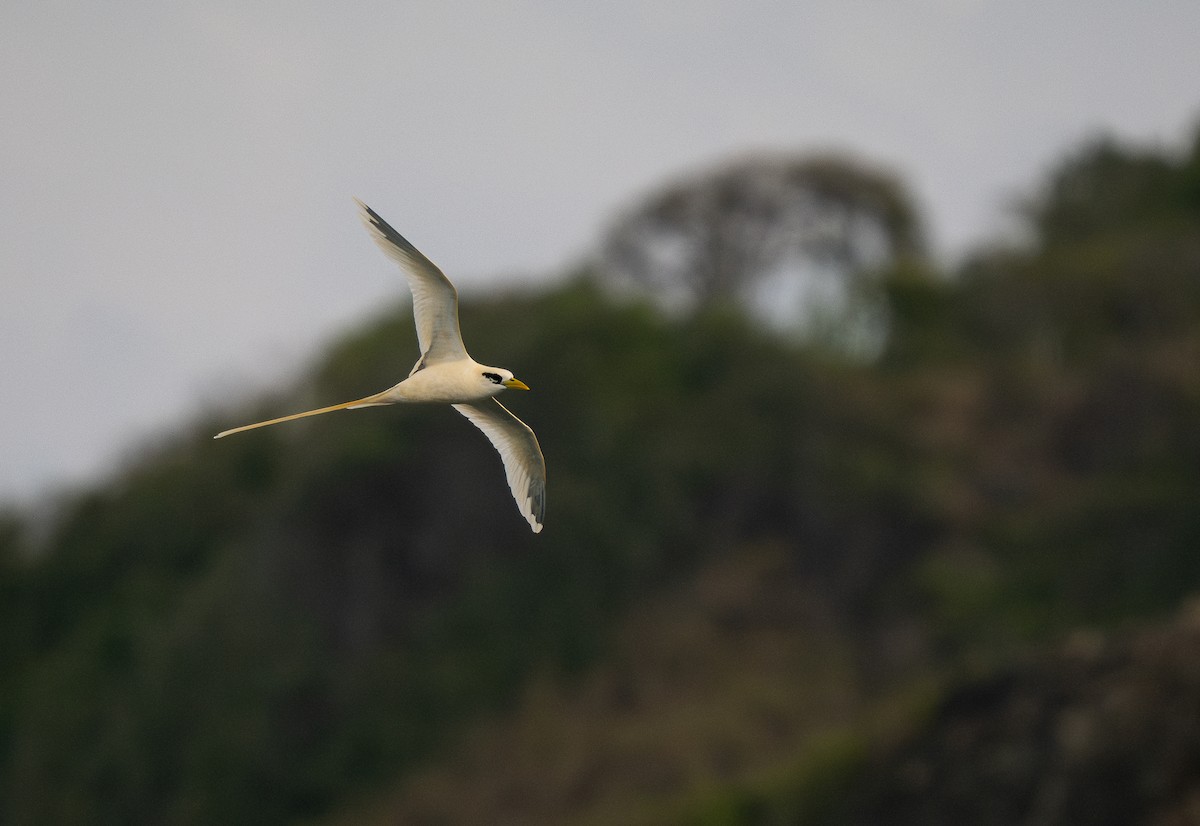 White-tailed Tropicbird (Golden) - Forest Botial-Jarvis