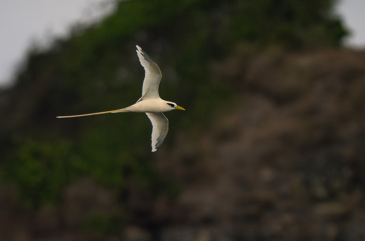 White-tailed Tropicbird (Golden) - ML613993247