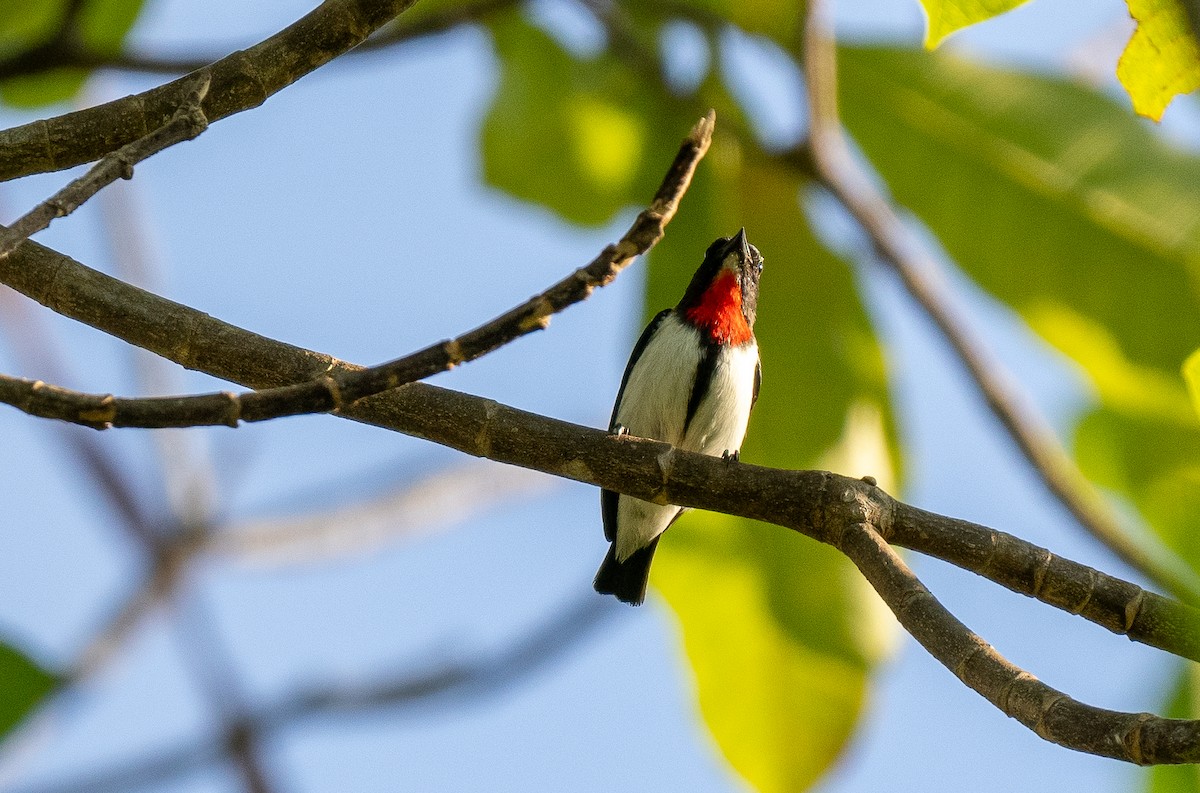 Red-chested Flowerpecker - ML613993267