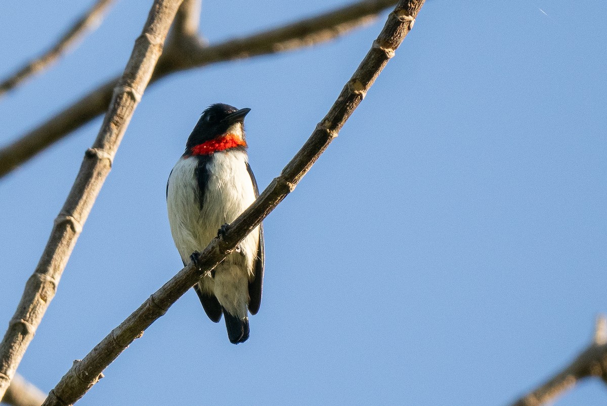 Red-chested Flowerpecker - ML613993268