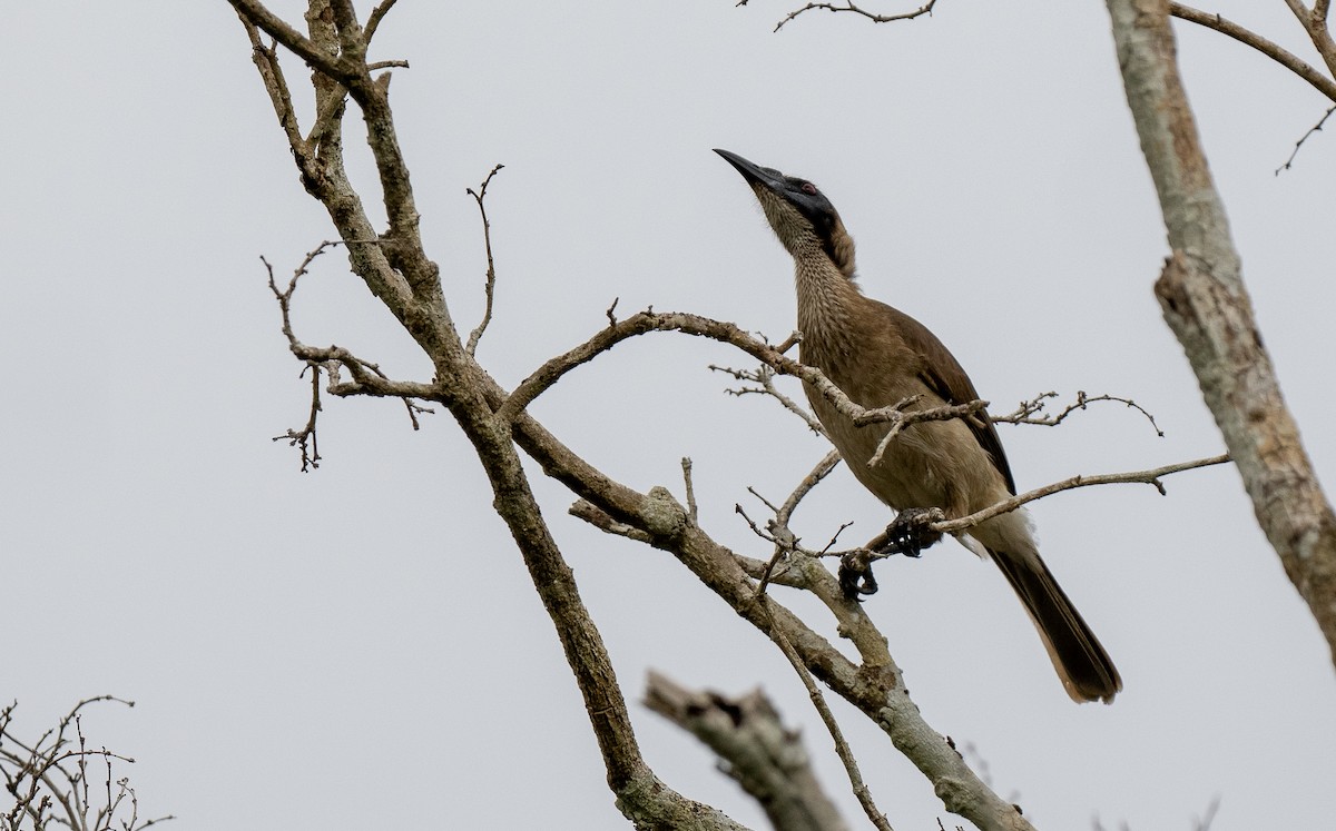 Helmeted Friarbird (Tenggara) - ML613993350
